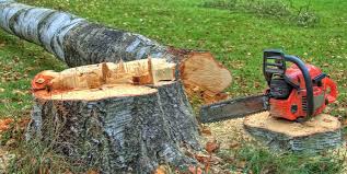 Best Tree Removal Services  in West Wood, UT